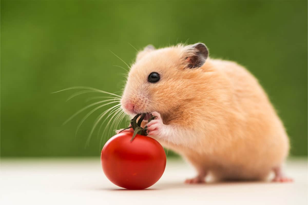 Gemüse für Hamster: Welches Gemüse dürfen Hamster essen? - Welches Gemuese Fuer Hamster